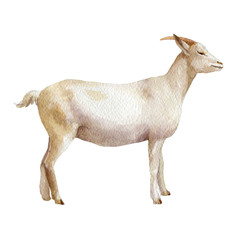 Watercolor single goat animal isolated on a white background illustration.
