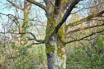 Oaks growing on a swamp. The trunk and branches of a tree covered with green moss. European mixed forest in temperate climatic zone