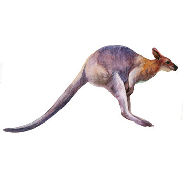 Watercolor kangaroo isolated on white background. Australian kangaroo watercolor illustration.