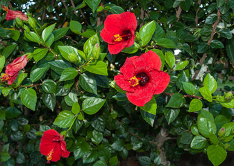  Close-up of Red Hibiscus flower on a bush.