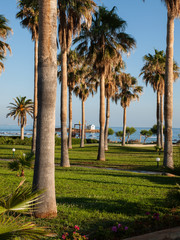 View of palms and beach in Malia on Crete, Greece
