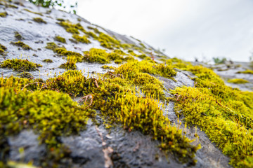 Obraz na płótnie Canvas Green moss with a fern