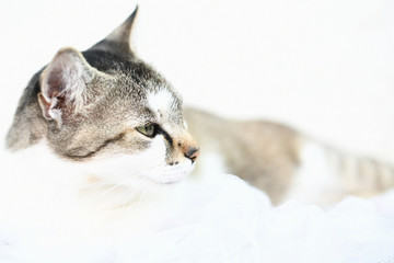 Female cat against white background