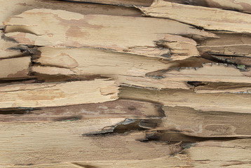 Pieces of chopped wooden bark background .