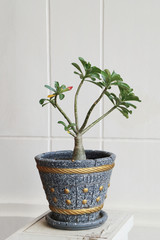Adenium obesum, Desert rose, Impala Lily or Ping Bignonia flower plant pot with white wall.