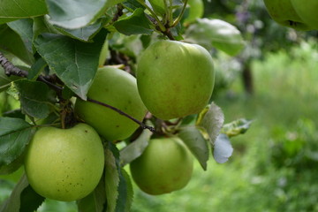 Organic  apples hanging on a tree branch