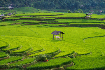 cottage in the rice field