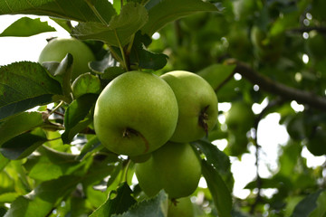Organic  apples hanging on a tree branch
