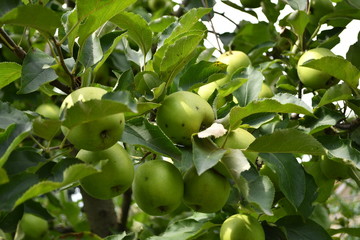 Organic  apples hanging on a tree branch