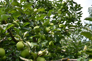 Organic  apples hanging on a tree branch