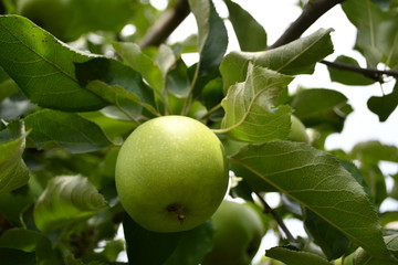Organic  apples hanging on a tree branch