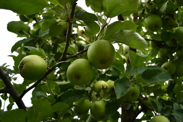 Organic  apples hanging on a tree branch