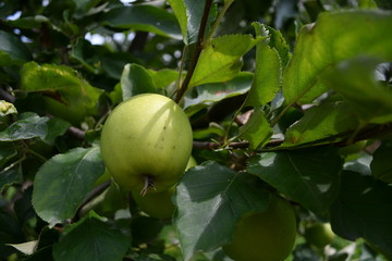 Organic  apples hanging on a tree branch