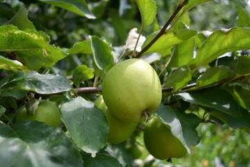 Organic  apples hanging on a tree branch