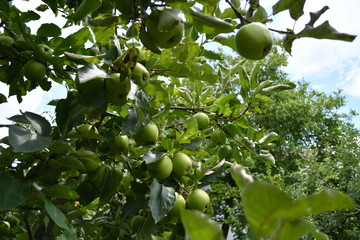 Organic  apples hanging on a tree branch