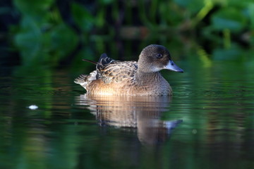 Anas penelope. The female Wigeon in late summer on the Yamal Peninsula