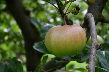 Organic  apples hanging on a tree branch