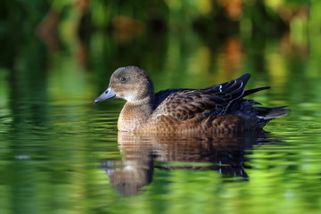 Anas penelope. Wigeon in late summer on the Yamal Peninsula