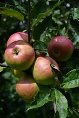 Organic  apples hanging on a tree branch
