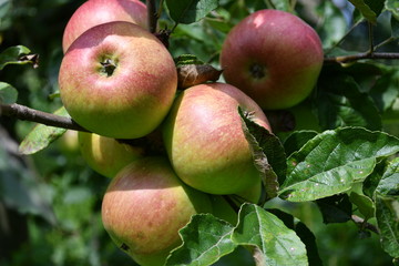 Organic  apples hanging on a tree branch