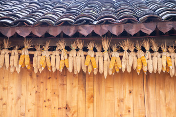 Dry corn hanging under the roof