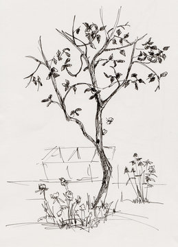 apple tree in garden