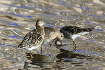 Philomachus pugnax. Ruffs in the late summer among the water on the Yamal Peninsula