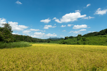 黄金色の田