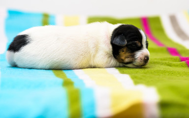 Dog puppie, born a week ago. Purebred Jack Russell terrier.