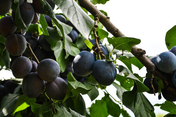 Organic blue plums on the tree in a garden