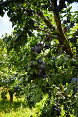 Fototapeta na wymiar Organic blue plums on the tree in a garden