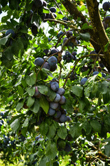 Organic blue plums on the tree in a garden