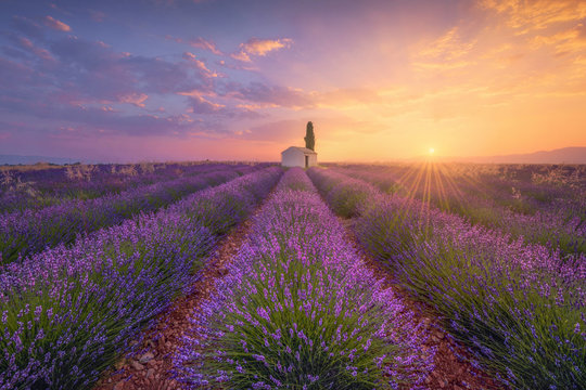 France, Alpes-de-Haute-Provence, Valensole, lavender field at twilight