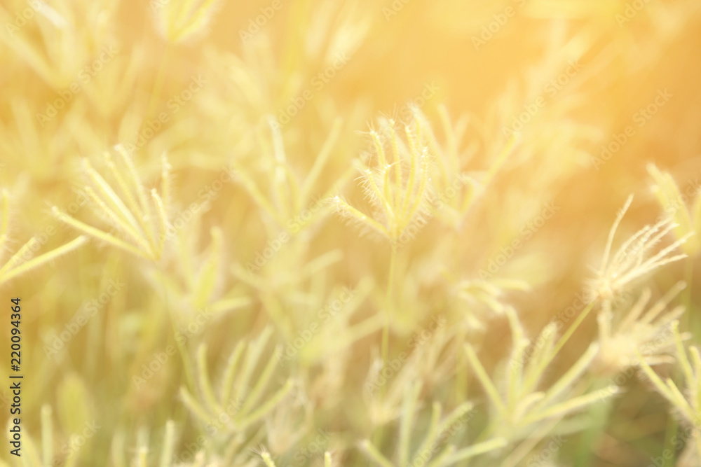 Wall mural abstract background of soft and blurred grassland of swallen finger grass with warm light vintage to