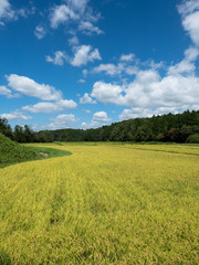 黄金色の田