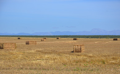 Fototapeta premium Spanish summer landscape