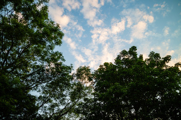 Green trees backed by a bright blue sky and clouds