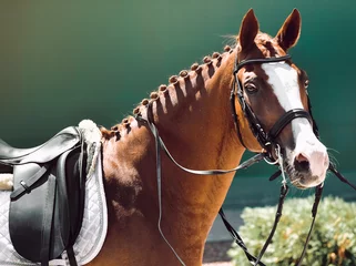 Photo sur Plexiglas Léquitation Beautiful horse portrait during dressage competition. Equestrian sport background.