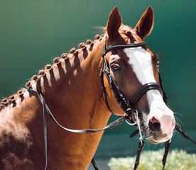 Beautiful horse portrait during dressage competition. Equestrian sport background.