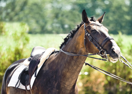 Beautiful horse portrait during dressage competition. Equestrian sport background.