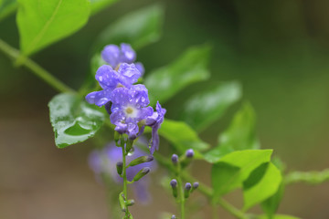 After rain garden. Small purple blue flowers (Sky flower or Golden dew drop) on green branch with water drop.