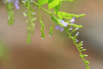 After rain garden. Green branch with small purple flowers and water drop on blurred background.
