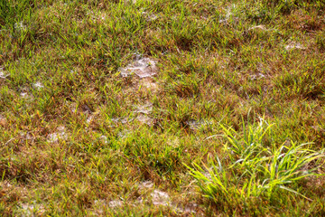 dew in the morning in summer