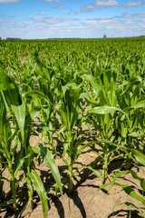 Corn, which has grown poorly due to the drought under blue sky