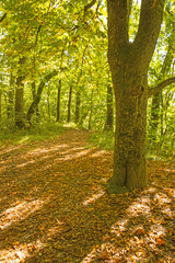 Forest in autumn with way