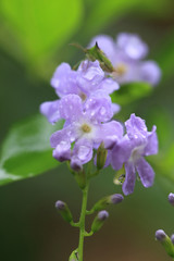 Obraz premium After rain garden. Small purple flowers (Sky flower or Golden dew drop) on green branch with water drop.