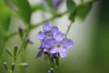 Fototapeta premium After rain garden. Small purple flowers (Sky flower or Golden dew drop) on green branch with water drop.