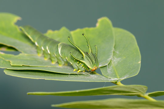 Image of Caterpillar of common nawab butterfly (Polyura athamas) or Dragon-Headed Caterpillar on nature background. Insect. Animal.