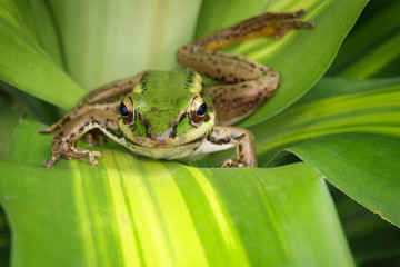 Image of paddy field green frog or Green Paddy Frog (Rana erythraea) on the green leaf. Amphibian. Animal.
