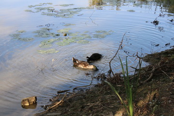 Ducks Swim in pond